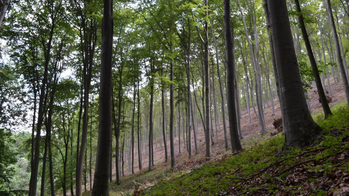 Az Egererdő Zrt. közleménye a parádsasvári erdő kezelésével kapcsolatban