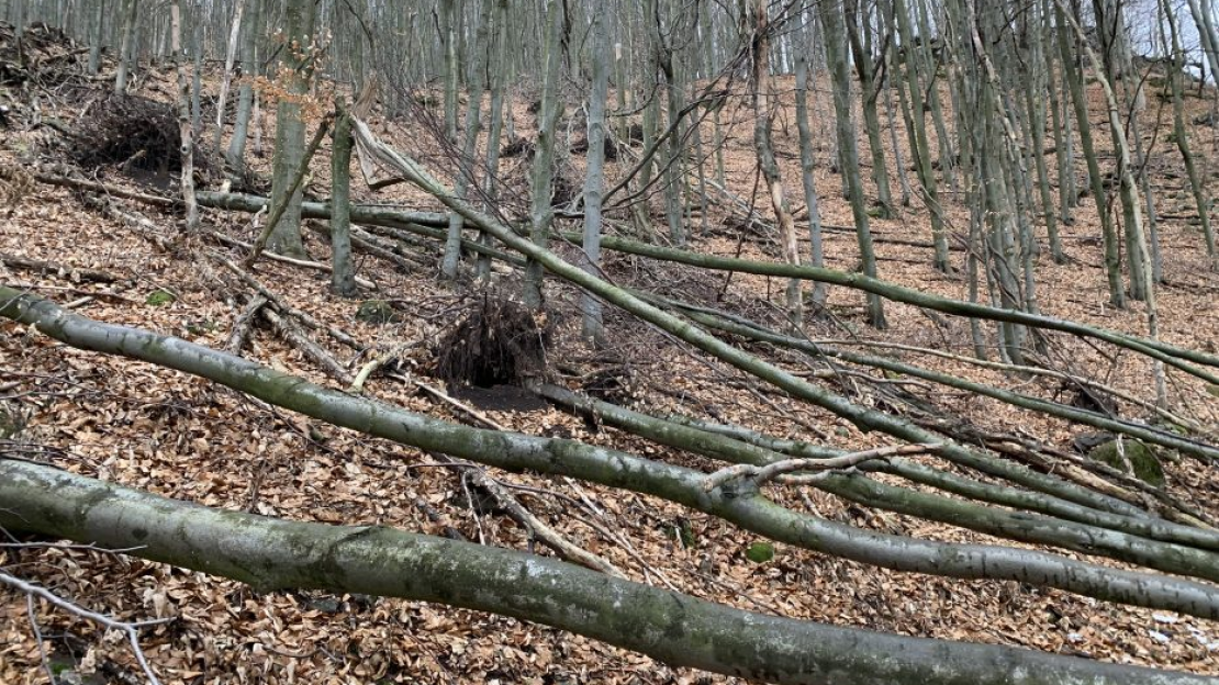 Fakidőlés Forrás: Kékes Online