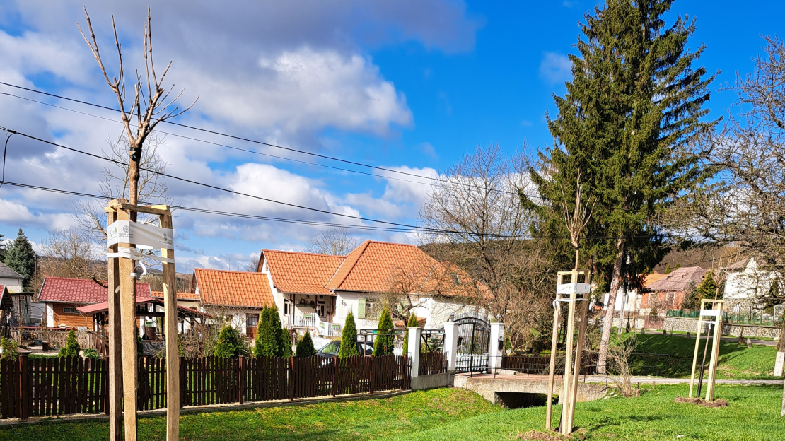 Településfásítás 2024