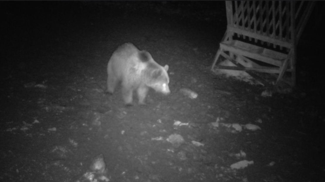 Vadkamerázott medve