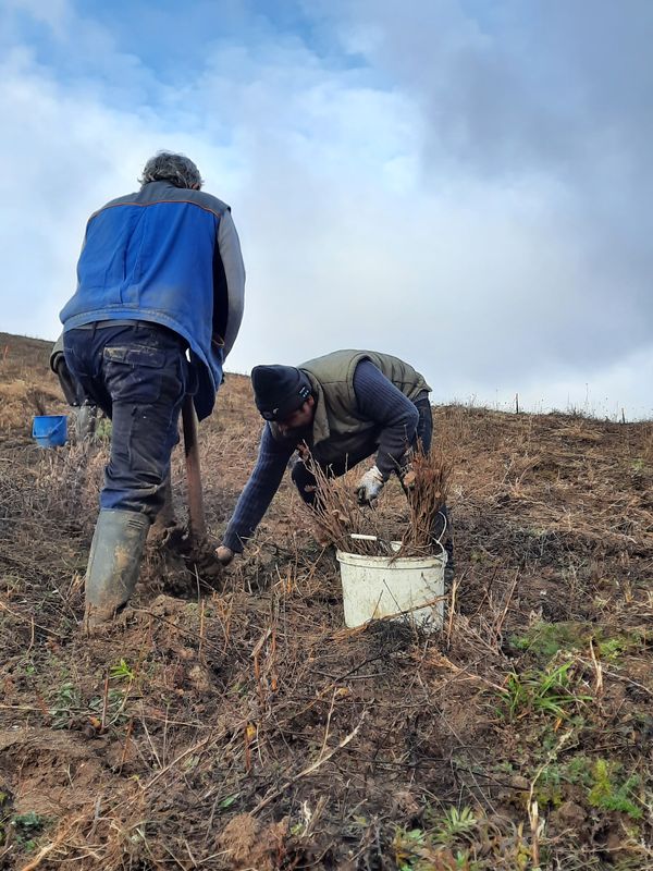 erdotelepites_ultetes