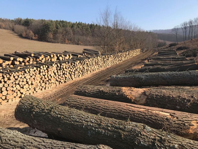 Rakodói rend a Pétervásárai Erdészetnél rakodo